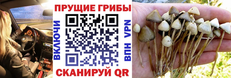 Галлюциногенные грибы Psilocybine cubensis цены Новый Уренгой